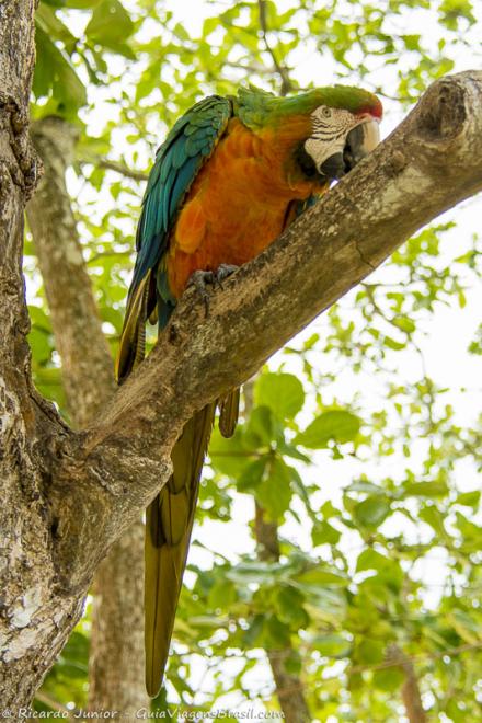 Imagem de um papagaio no galho de uma árvore na Praia do Espelho.